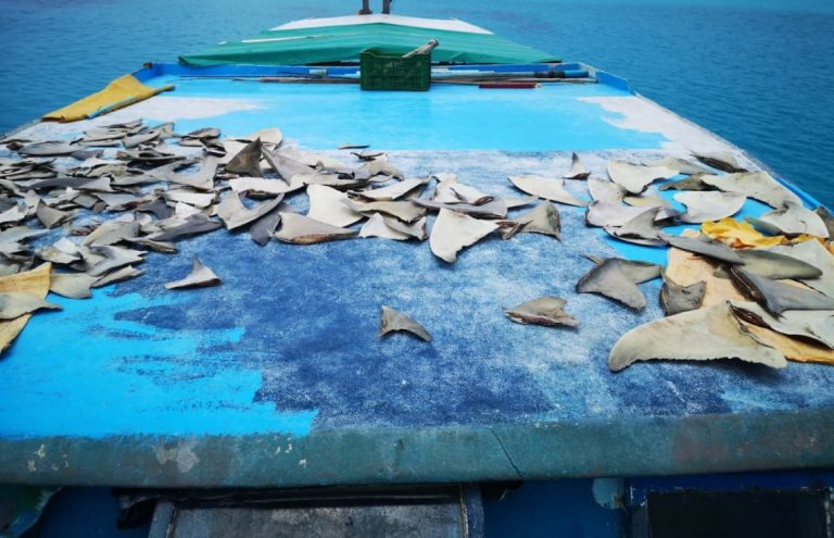 ކަށިމިޔަރު މަސްވެރިކަމުގެ ލައިސެންސް ދޭނީ ފުރަތަމަ ހުށަހަޅާ 40 ދޯންޏަށް