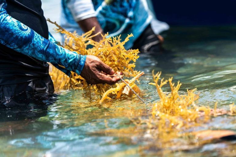 މެރިކަލްޗާ ވިޔަފާރިތައްކުރަން ފައިނޭންސިން ޕްރޮގްރާމެއް އިފްތިތާހުކޮށްފި