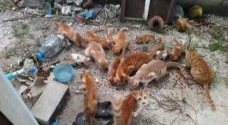 ޖަނަވާރުންނަށް ހާނިއްކަކުރާ މީހުންނަށް ގާނޫނީ ފިޔަވަޅު އަޅާނެ ކަމުން އިންޒާރު!