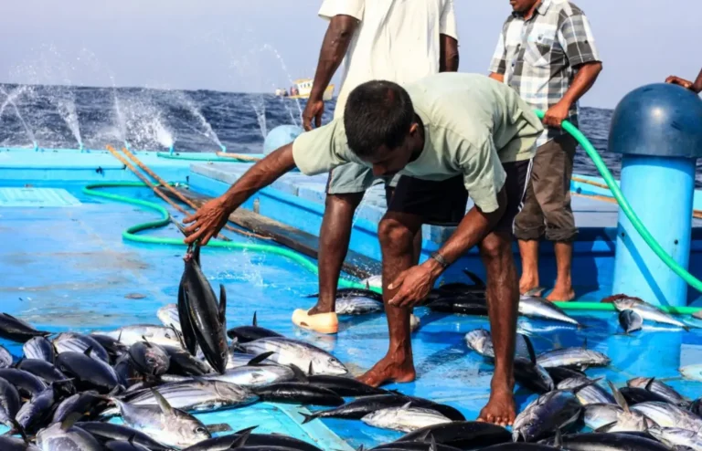 މިފްކޯ އިން މަސް ކިލޯއެއް ގަންނަ އަގު 20 ރުފިޔާއަށް ބޮޑުކޮށްފި
