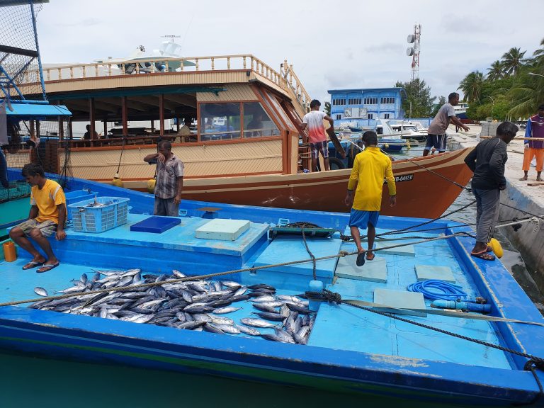 މަސްވެރިންނަށް ތެޔޮ ހެޔޮ އަގުގައި ދ. މީދޫން ތެޔޮ ލިބޭނެ އިންތިޒާމުތައް ހަމަޖައްސައިފި