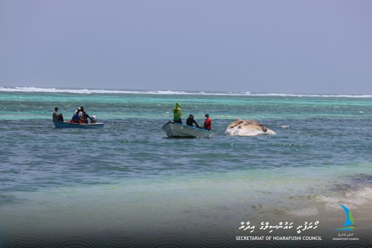 ހޯރަފުއްޓަށް 30 ފޫޓުގެ ބޮޑު މަހެއް ލައްގައިފި